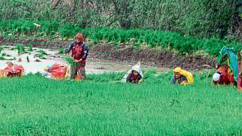 Paddy Farming