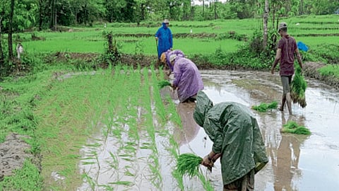 Sindhudurg Farming