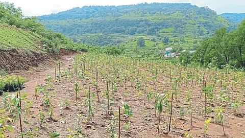 Miyawaki Tree Plantation