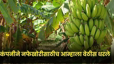 Fruit Crop Insurance