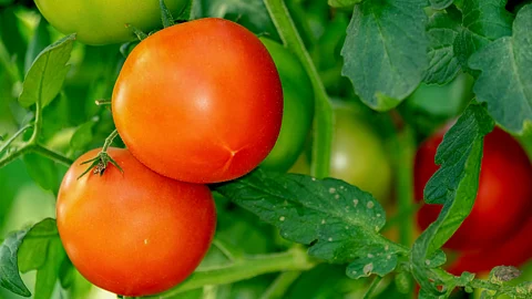 Tomato
