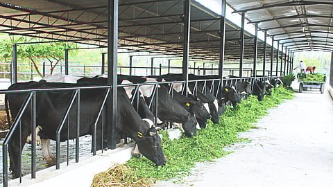 Cow Management