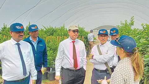 Clean Plant Program