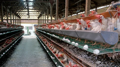 Poultry Diseases