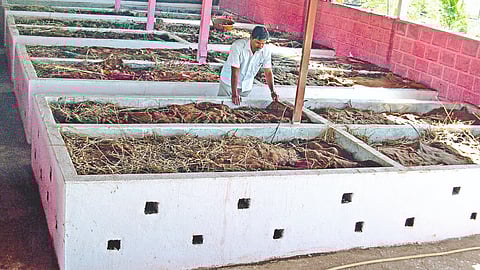 Vermicompost