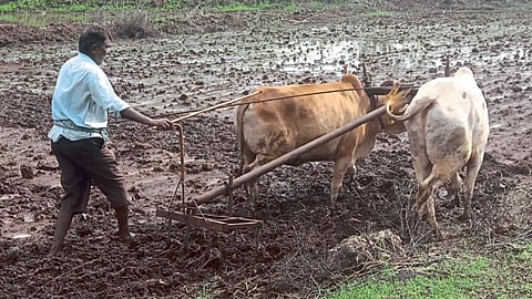 Paddy Farming