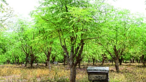 Moringa Farming