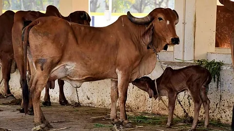 Lumpy Disease Kolhapur