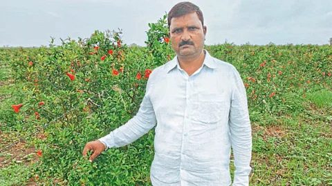 Pomegranate Farming