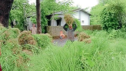 Green Fodder
