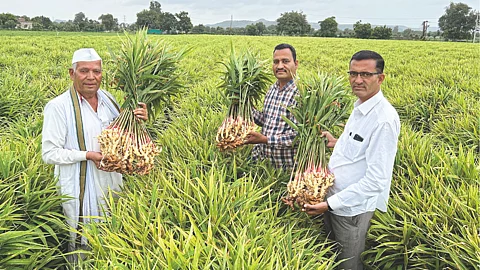 Ginger Production