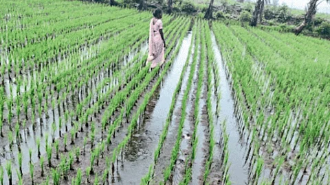 Paddy Plantation