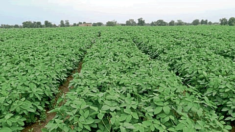 Soybean Sowing