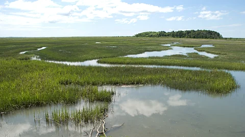 Wetlands
