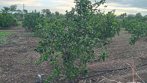 Mosambi Cultivation