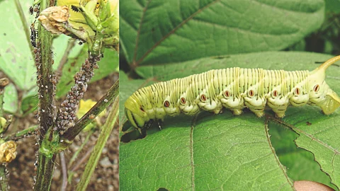 Mung, Urad Pest