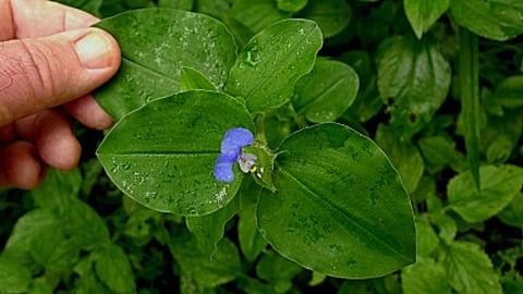Rainy season vegetables