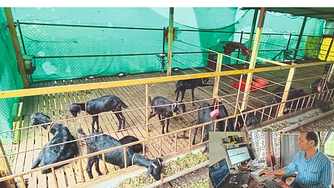 Goat Rearing