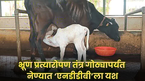 Animal care