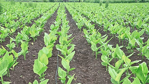Turmeric Nutrient Management