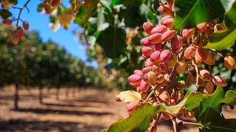 Pistachio Farming