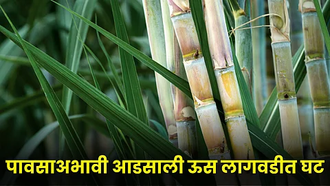 Sugarcane