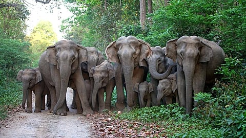 Elephant