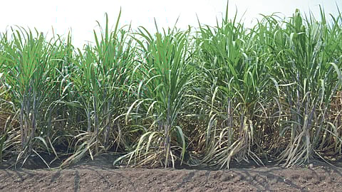 Sugarcane