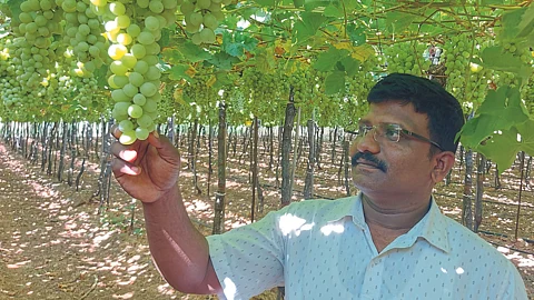 Grape Farming