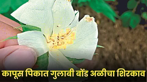 Cotton Pinkball Worm