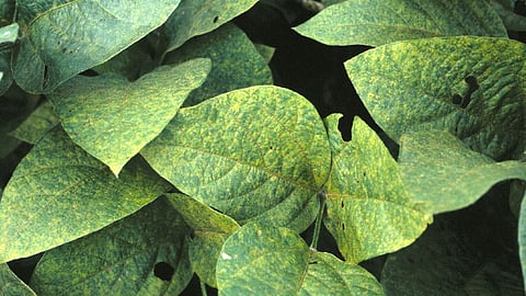 Soybean yellow mosaic disease