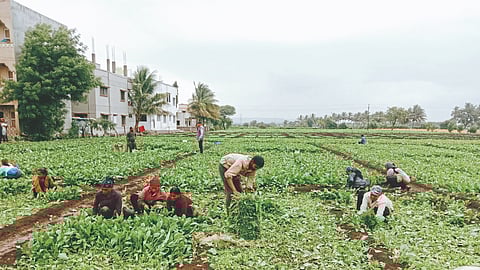 Vegetable Farming