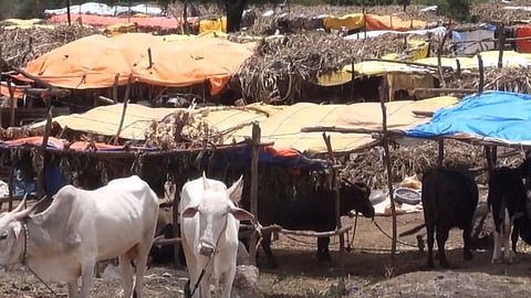 Fodder Camp