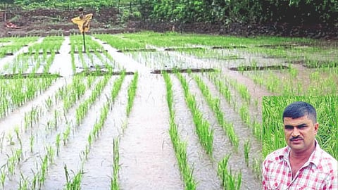 Paddy Farming