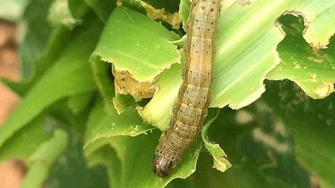 Maize Armyworm