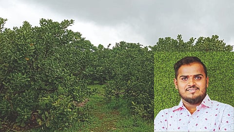 Cashew Farming
