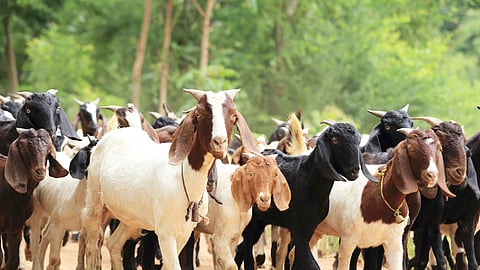 Goat Disease
