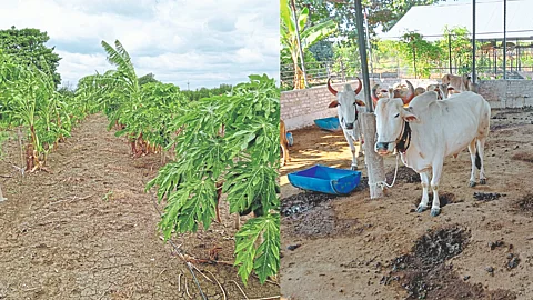 Organic farming