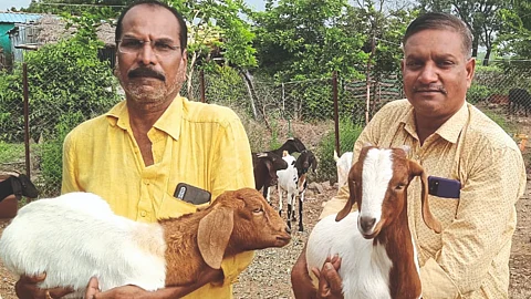 Goat Farming