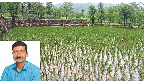 Paddy Farming