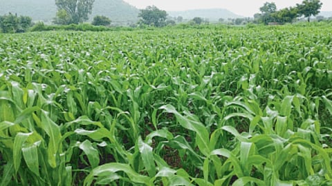 Kharif Jowar