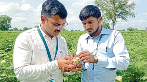 Cotton Bollworm