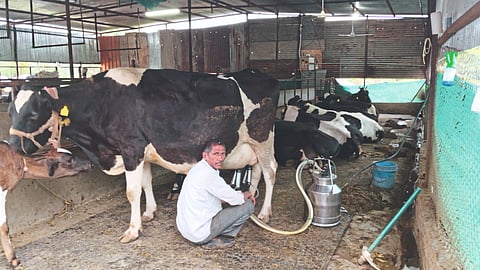 Dairy Business