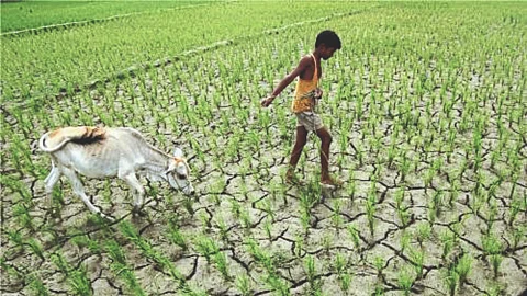 Drought Condition