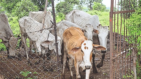 Desi Cow Rearing : जनावरांच्या माध्यमातून केला आर्थिक उत्पन्नाचा पाया भक्कम