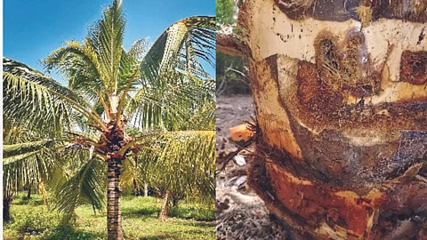 Coconut Pest