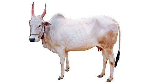 krushna Valley Cow