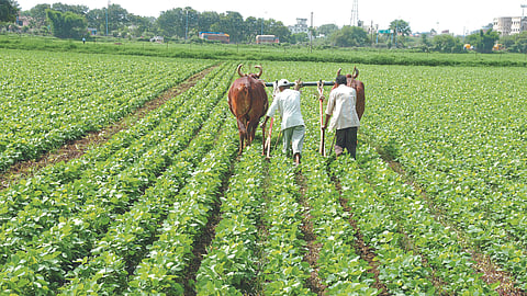 Kharif Crop