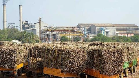 Sugarcane Production Maharashtra