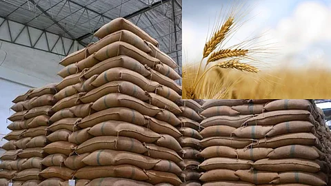 Wheat